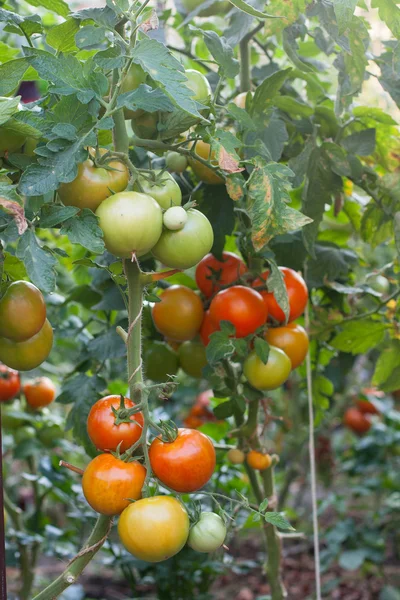 Tomates en planta arbórea — Foto de Stock