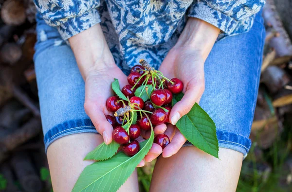 Mani femminili in possesso di ciliegie — Foto Stock