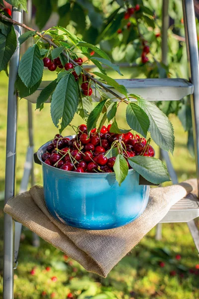 Deliziose ciliegie dolci fresche in giardino — Foto Stock