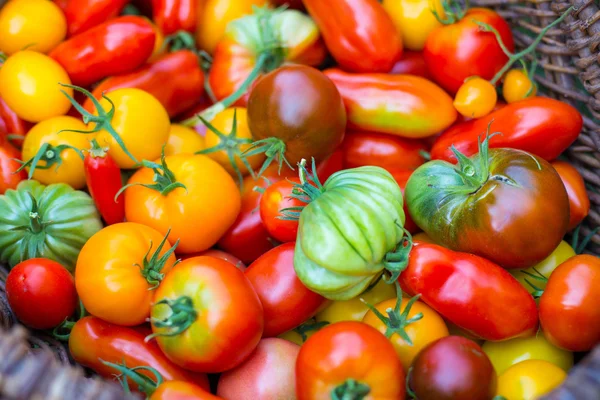 Variedad de tomates maduros — Foto de Stock
