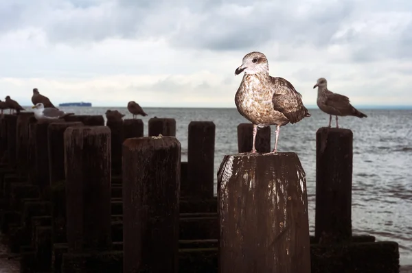 Gaviota. — Foto de Stock