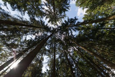 Yeşil Orman 'a bakıyorum. Yeşil yapraklı ağaçlar, mavi gökyüzü ve güneş ışığı. Alt görünüm arkaplanı
