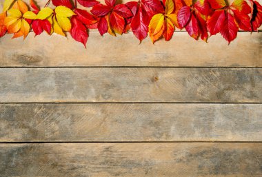 Ahşap bir arka planda sonbahar, parlak sarı-kırmızı yapraklar. Kopyalama alanı olan. Tahtalardan yapılmış doğal bir masanın üzerindeki bakire üzümlerinin bileşimi. Üst Manzara. Düz Yatay