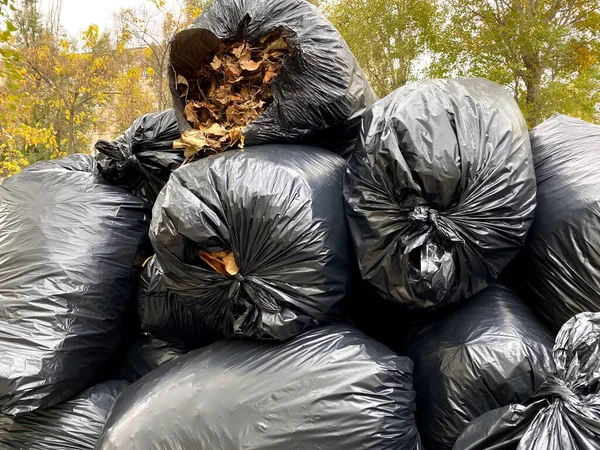 Black trash plastic bags full of autumn leaves. Seasonal cleaning of city streets from fallen leaves. Clearing the earth of rotten leaves. Autumn season, foliage. Cleaning service
