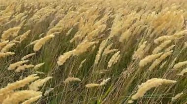 Sazlıklar güçlü bir rüzgarda çırpınır. Steppe, bulutlu bir sonbahar tarlasında bir kasırganın altında kıvrılır. Kötü hava. Rusya, Volgodonsk 'un Rostov bölgesinde fırtına rüzgarı. Yavaş çekim videosu. Boşluğu kopyala.