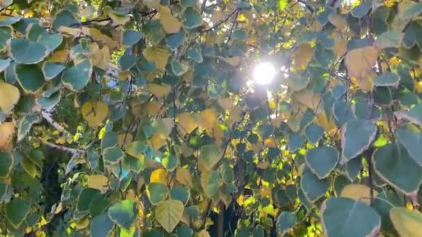 Березовые ветви с желто-зелеными листьями качаются на ветру, теплый яркий солнечный свет виден сквозь листья. Осенний пейзаж. Природа Юга России. Закрывай. Видео медленного движения. Копирование пространства. — стоковое видео