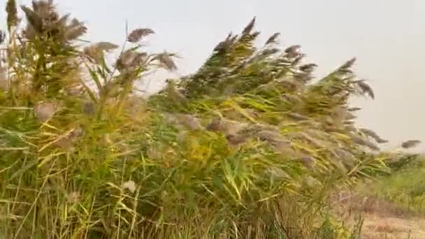 Las cañas revolotean con viento fuerte. Hierbas estepas en un campo nublado de otoño doblan bajo un huracán. mal tiempo. El viento de tormenta en la región de Rostov de Volgodonsk, Rusia. Vídeo en cámara lenta. De cerca.. — Vídeo de stock