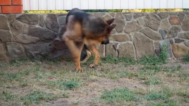 Cão adulto pastor alemão perseguindo a cauda. O animal gira e morde-se. Comportamento nervoso excitado do cão. Jogo agressivo e depressivo. Problemas de comportamento e educação — Vídeo de Stock