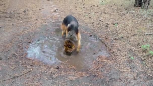 Забавная собака играет в грязной луже. Немецкая овчарка остывает в воде, пьет из болота, купается. Прогулка с животным в лесу природы на свежем воздухе. Развлечения и развлечения для домашних животных. — стоковое видео