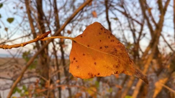 Une seule feuille de peuplier jaune oscille dans le vent dans les rayons du soleil couchant, et le paysage froid de l'automne est visible à travers les feuilles. Nature du Sud de la Russie. Ferme là. Vidéo au ralenti. Début du temps froid. — Video