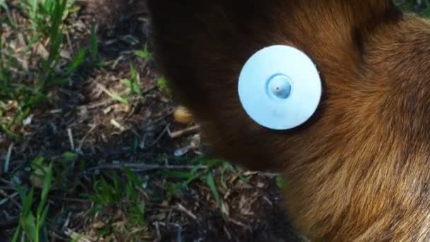 Ein streunender, kastrierter Hund mit einem Chip im Ohr. Großaufnahme des Kopfes. Trauriger Mischling auf dem Boden liegend. Verlassenes einsames Haustier auf der Wiese in einem Sommerpark. — Stockvideo