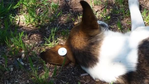 Egy kóbor, ivartalanított kutya, chipel a fülében. Szomorú korcs feküdt a földön. Elhagyott, magányos kisállat a fűben egy nyári parkban. — Stock videók