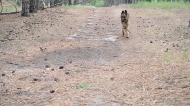 Köpek eğitimi. Alman çoban köpeği Aport komutasını yerine getirir. Bir adam ormanda evcil bir hayvanla oynar. Eklem, temiz havada bir hayvanla yürüyor. Sahibi sopa fırlatır ve köpek geri getirir..