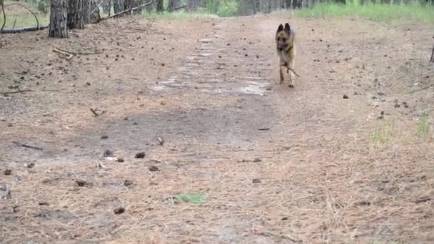 Szkolenie psów. Owczarek niemiecki wykonuje polecenie Aport. Mężczyzna bawi się w lesie ze zwierzętami domowymi w przyrodzie. Wspólne spacery ze zwierzęciem na świeżym powietrzu. Właściciel rzuca kijem i pies przynosi go z powrotem.. — Wideo stockowe