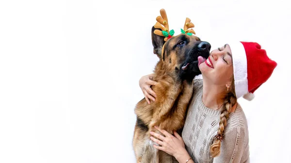 Banner. Dog with deer antlers kisses girl in Santa hat. Woman and pet celebrates new year, Christmas. Greeting card with German shepherd on white isolated background with space for text. Copy space. Stock Picture