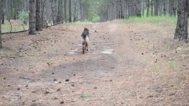 Köpek eğitimi. Alman çoban köpeği Aport komutasını yerine getirir. Bir adam ormanda evcil bir hayvanla oynar. Eklem, temiz havada bir hayvanla yürüyor. Sahibi sopa fırlatır ve köpek geri getirir..