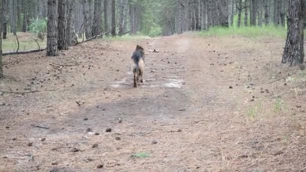 犬の訓練ドイツの羊飼いは、コマンド空港を実行します。森の中でペットと遊ぶ男。共同で新鮮な空気中の動物と歩く。所有者は棒を投げ、犬はそれを取り戻す. — ストック動画