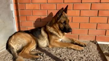 Güzel yetişkin bir köpeğin portresi. Evcil bir Alman çoban köpeği evin yakınındaki verandada güneşlenerek uzanıyor. Ön kapıyı koruyor ve anlamlı bir şekilde bakıyor. Bir evcil hayvan için aşk.