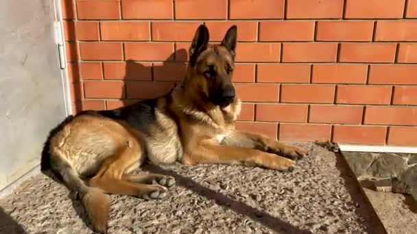 Güzel yetişkin bir köpeğin portresi. Evcil bir Alman çoban köpeği evin yakınındaki verandada güneşlenerek uzanıyor. Ön kapıyı koruyor ve anlamlı bir şekilde bakıyor. Bir evcil hayvan için aşk. — Stok video