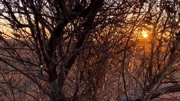 Vackert naturlandskap. Varm vintersol mellan kala grenar av ett träd. Höstens fallna träd i solljus. Den kalla årstiden med strålar av varmt ljus under den gyllene solnedgången. Fred och ro. — Stockvideo