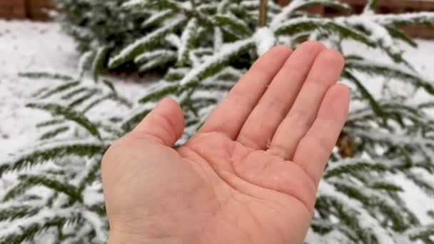 Início do inverno. Flocos de neve caem na palma da mulher e derretem transformando-se em água. A rapariga apanha flocos de neve com a mão. Ano Novo e clima de Natal. Natureza tem ramos decorados de árvores. — Vídeo de Stock