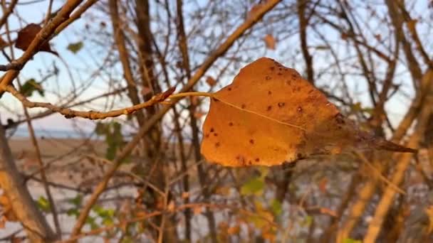 Enkele gele populier blad zwaait in de wind in stralen van ondergaande zon, en koude herfst landschap is zichtbaar door bladeren. Natuur van Zuid-Rusland. Sluit maar af. Slow-motion video. Aanvang van koud weer. — Stockvideo