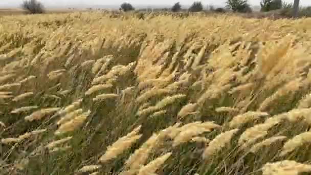 葦は強い風になびく。秋の曇り空の草原の草原はハリケーンの下で曲がります。悪天候だ。ロシアのヴォルゴドンスク地方のロストフ地方で嵐の風。スローモーションビデオ.スペースのコピー. — ストック動画
