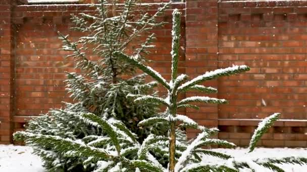 Winter in de tuin. Sneeuwvlokken vallen op een jonge kerstboom. Nieuwjaarsstemming. De natuur heeft takken van de bomen versierd. Sneeuw bedekte planten op de achtergrond van een baksteen barrière van huis. — Stockvideo