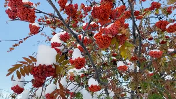 Natural anomaly. Early winter. Snow-covered mountain ash branches with bright juicy red clusters of berries and green leaves are covered with snow in the garden. Natural beauty of nature. — Stock Video