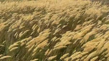 Sazlıklar güçlü bir rüzgarda çırpınır. Steppe, bulutlu bir sonbahar tarlasında bir kasırganın altında kıvrılır. Kötü hava. Rusya, Volgodonsk 'un Rostov bölgesinde fırtına rüzgarı. Yavaş çekim videosu. Boşluğu kopyala.