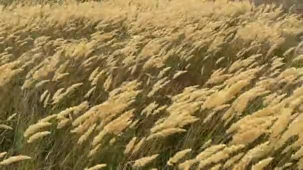 Het riet fladdert in harde wind. Steppe grassen in een herfst bewolkt veld buigen onder een orkaan. slecht weer. Stormwind in de regio Rostov in Volgodonsk, Rusland. Slow-motion video. Kopieerruimte. — Stockvideo