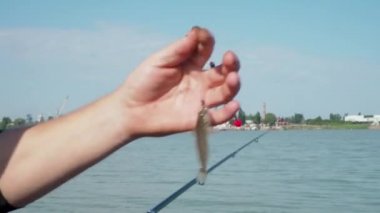 Balık tutmaya. Erkeklerin elleri çok küçük bir balığı kancadan çıkarır ve gölete geri bırakır. Vahşi yaşamı koruma. Bir yaz sabahı oltaya takılan küçük bir olta. Erkek hobisi, eğlence, eğlence..