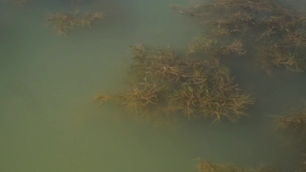 Stora alger simmar i smutsigt, blommande grönt vatten. Snabb tillväxt av alger i sjön. Reproduktion av bakterier på dammens yta. Föroreningar av flodvatten. Internationella dagen för åtgärder för floder. — Stockvideo