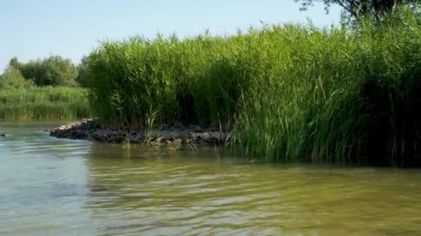 Rieten Water Het Meer Natuur Waterplanten Zomerdag Prachtig Meer Met — Stockvideo