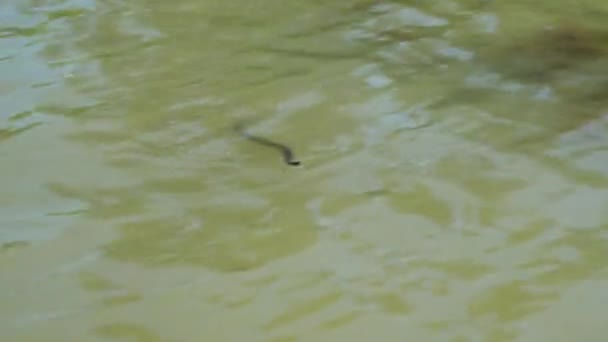 Serpent Nage Dans Eau Verte Fleurie Rivière Natrix Recherche Nourriture — Video