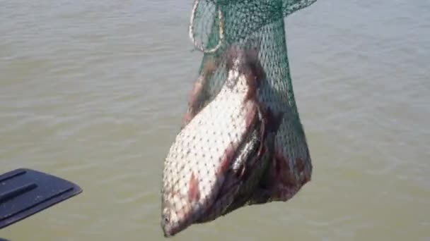 Pesca Peces Recién Capturados Mueve Red Carpa Fresca Viva Capturada — Vídeos de Stock