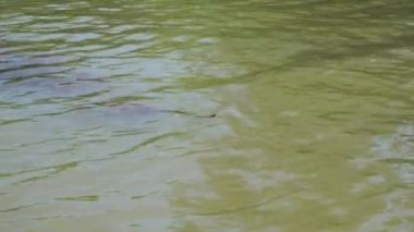 Yılan nehrin yeşil çiçekli suyunda yüzer. Natrix yiyecek arıyor. Tehlikeli bir yılan av peşinde..