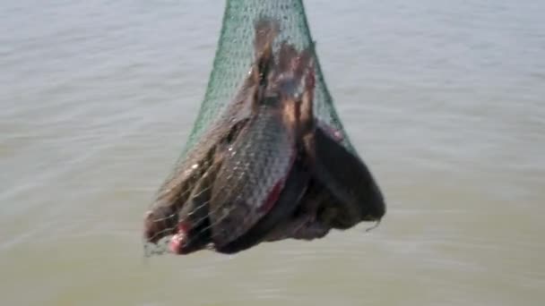 釣りだ 獲れたばかりの魚は網を動かす 新鮮なライブ鯉釣りネットで釣竿に捉えました 夏の朝にゴムボートから良いキャッチ 男性の趣味 レジャー レクリエーション — ストック動画