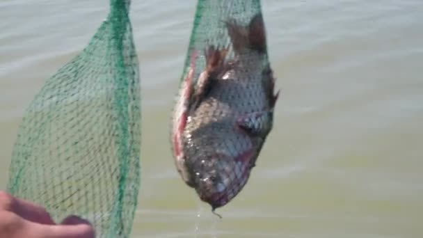 Fiske. Nyfångad fisk rör sig i nät. Färsk levande karp fångad på ett fiskespö i ett fiskenät. En bra fångst från en gummibåt en sommarmorgon. Herr hobby, fritid, rekreation. — Stockvideo