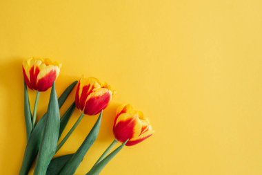 Çiçek kompozisyonu. Sarı arka planda kırmızı lale çiçekleri ve fotokopi alanı. Merhaba Spring. Düz yerde, üst tarafta. Kadınlar Günü ve Anneler Günü için Bayram tebrik kartı