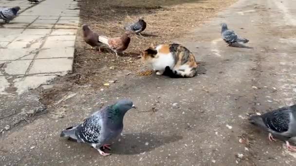 Μια πολύχρωμη αδέσποτη γάτα τρώει γατοτροφή στο δρόμο, και πεινασμένα περιστέρια περπατούν τριγύρω και φοβούνται να έρθουν πιο κοντά. Ζωώδης φιλία. Ένα κοινό γεύμα. — Αρχείο Βίντεο