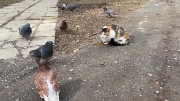 Un gato callejero colorido come comida de gato en el camino, y las palomas hambrientas caminan alrededor y tienen miedo de acercarse. Amistad animal. Una comida conjunta. — Vídeos de Stock