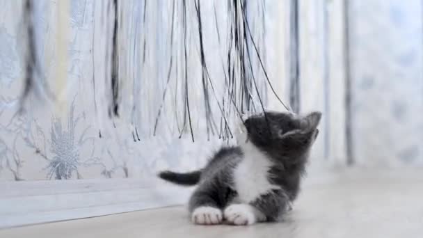 かわいい陽気な灰色の子猫がカーテンで遊んでいます。強気のジャンプと落下。猫は家で遊んでいる。ペットと一緒にお楽しみください。動物の面白い子供たち。ペットへの愛。小さな猫のアクティブなライフスタイル. — ストック動画