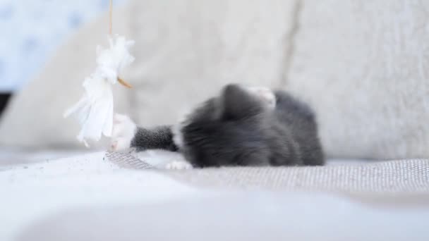Little cute wesoły szary kotek bawi się z kokardą zabawki na sznurku. Cat bawi się w domu na kanapie. Baw się dobrze ze swoim zwierzakiem. Zabawne dzieci zwierząt. Miłość do zwierząt. Aktywny tryb życia małych kotów. — Wideo stockowe