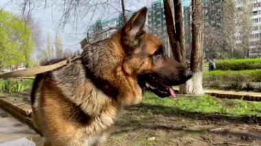 Yetişkin güzel bir köpeğin portresi. Şehirde yürüyüş yapan yerli bir Alman çoban köpeği etrafa bakıyor. Namlu profili. Evcil hayvan sevgisi. Büyük safkan erkek..