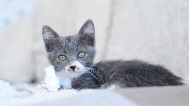 Schattig klein grijs-wit katje sluit zijn ogen en valt in slaap op de bank. Kat slaapt thuis op bed. Grappige dieren kinderen. Liefde voor huisdieren. Lifestyle van kleine katten. — Stockvideo