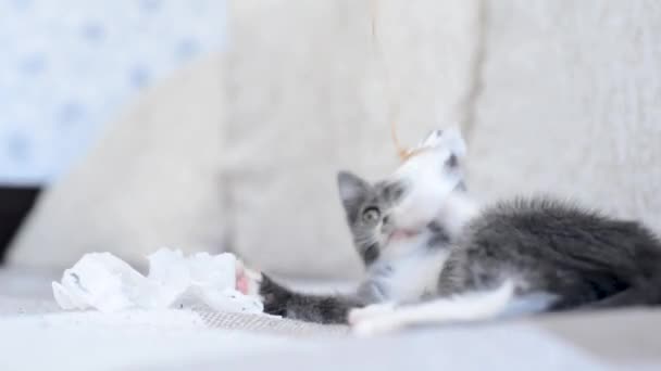 少しかわいい陽気な灰色の子猫は糸のおもちゃの弓で遊んでいます。猫はソファで家で遊んでいる。ペットと一緒にお楽しみください。動物の面白い子供たち。ペットへの愛。小さな猫のアクティブなライフスタイル. — ストック動画