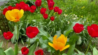 Bahar bahçesinde kırmızı ve sarı laleler çiçek açar. Güneşli yaz gününde çiçek tarhında çiçek açan güzel çiçekler. Bahçıvanlık. Lalelerin üremesi. Çayırlarda tomurcuklanan tomurcuklar..