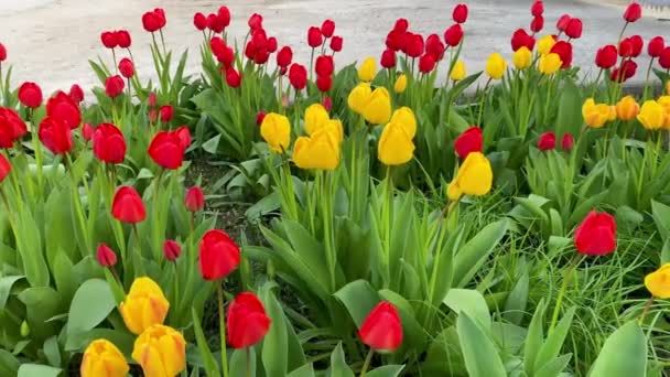 Tulipani rossi e gialli fioriscono nel giardino primaverile. Bellissimi fiori fioriti in aiuola nella soleggiata giornata estiva. Giardinaggio. Allevamento di tulipani. Gemme in fiore nel prato primo piano. Rallentatore. — Video Stock