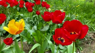 Bahar bahçesinde kırmızı ve sarı laleler çiçek açar. Güneşli yaz gününde çiçek tarhında çiçek açan güzel çiçekler. Bahçıvanlık. Lalelerin üremesi. Çayırlarda tomurcuklanan tomurcuklar..